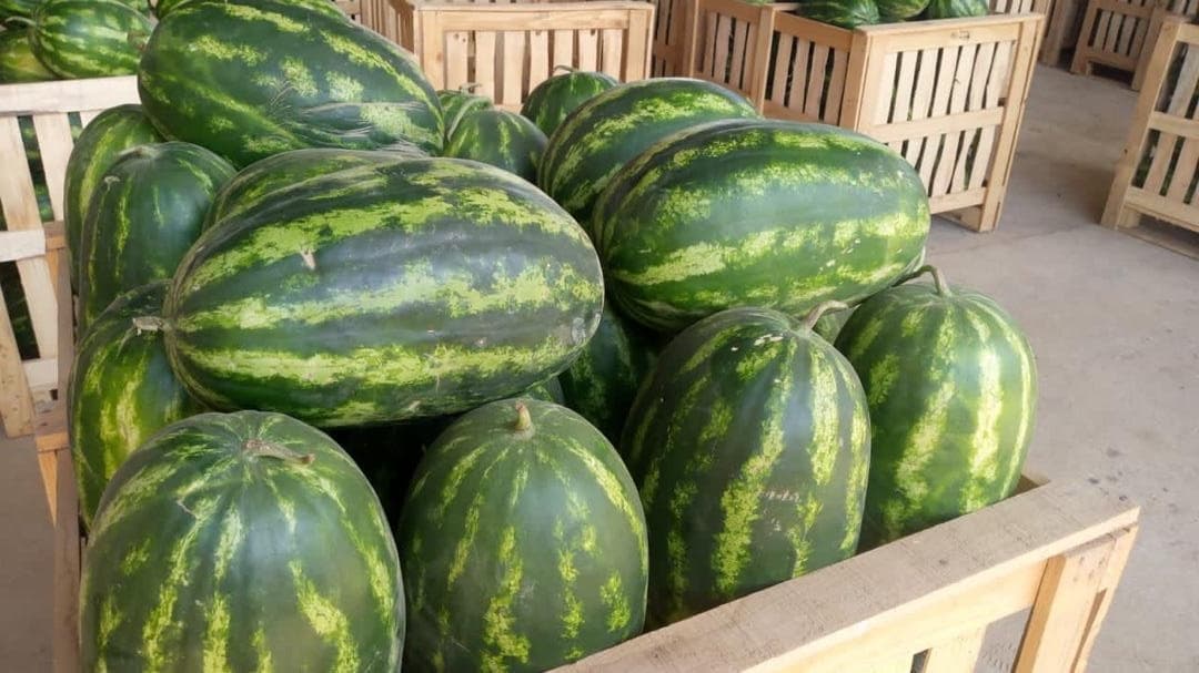 Pastèques conditionnées en caisses
