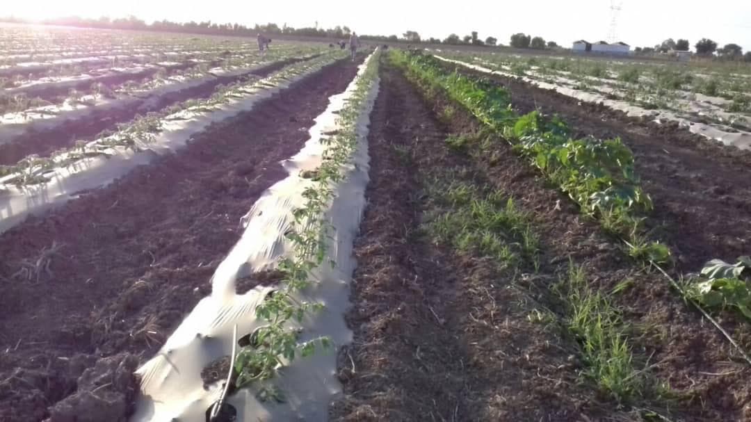 Production agricole