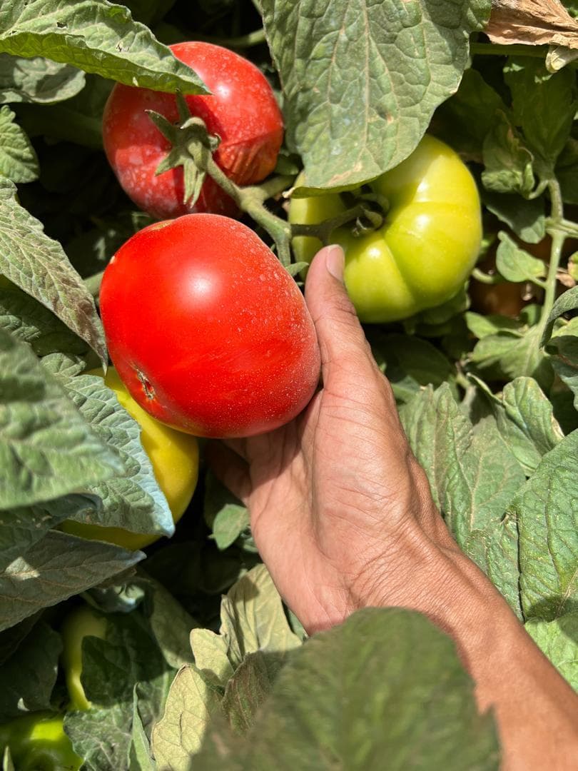 Tomate fraîchement cueillie dans nos champs