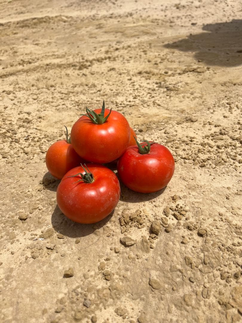 Tomates récoltées de nos fermes